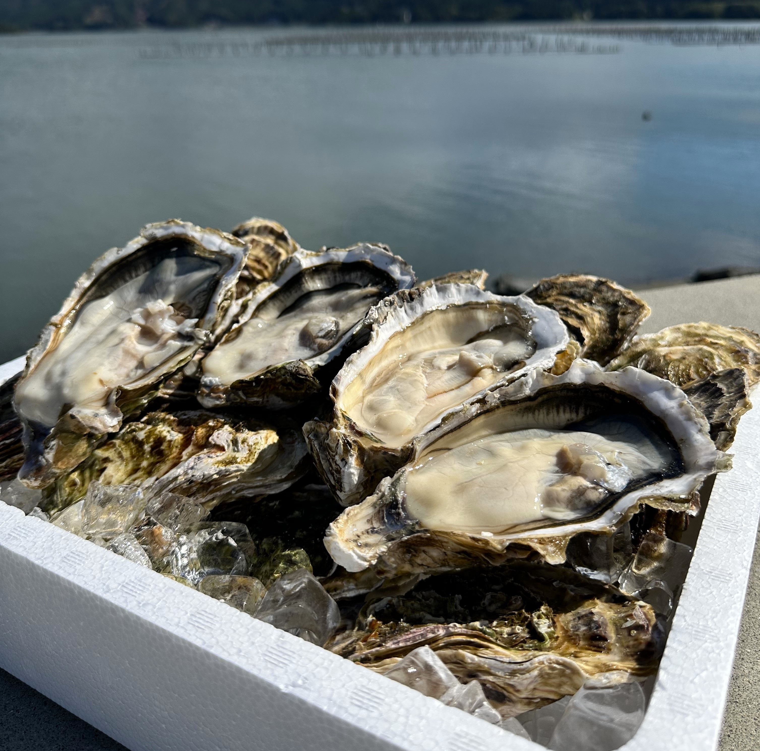 冷凍殻付き牡蠣「牡蠣王」