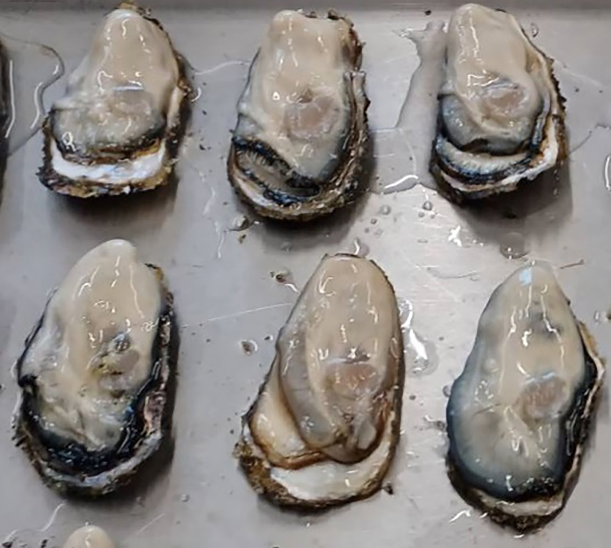 生食用冷凍殻付牡蠣