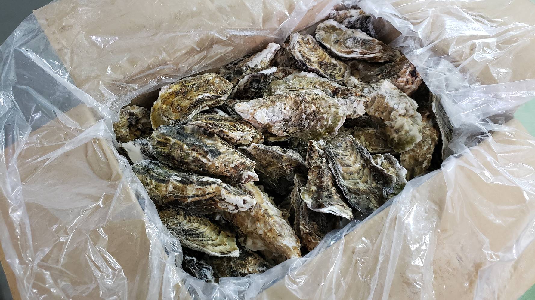宮城県・岩手県産　冷凍殻付き牡蠣　10㎏　バルク