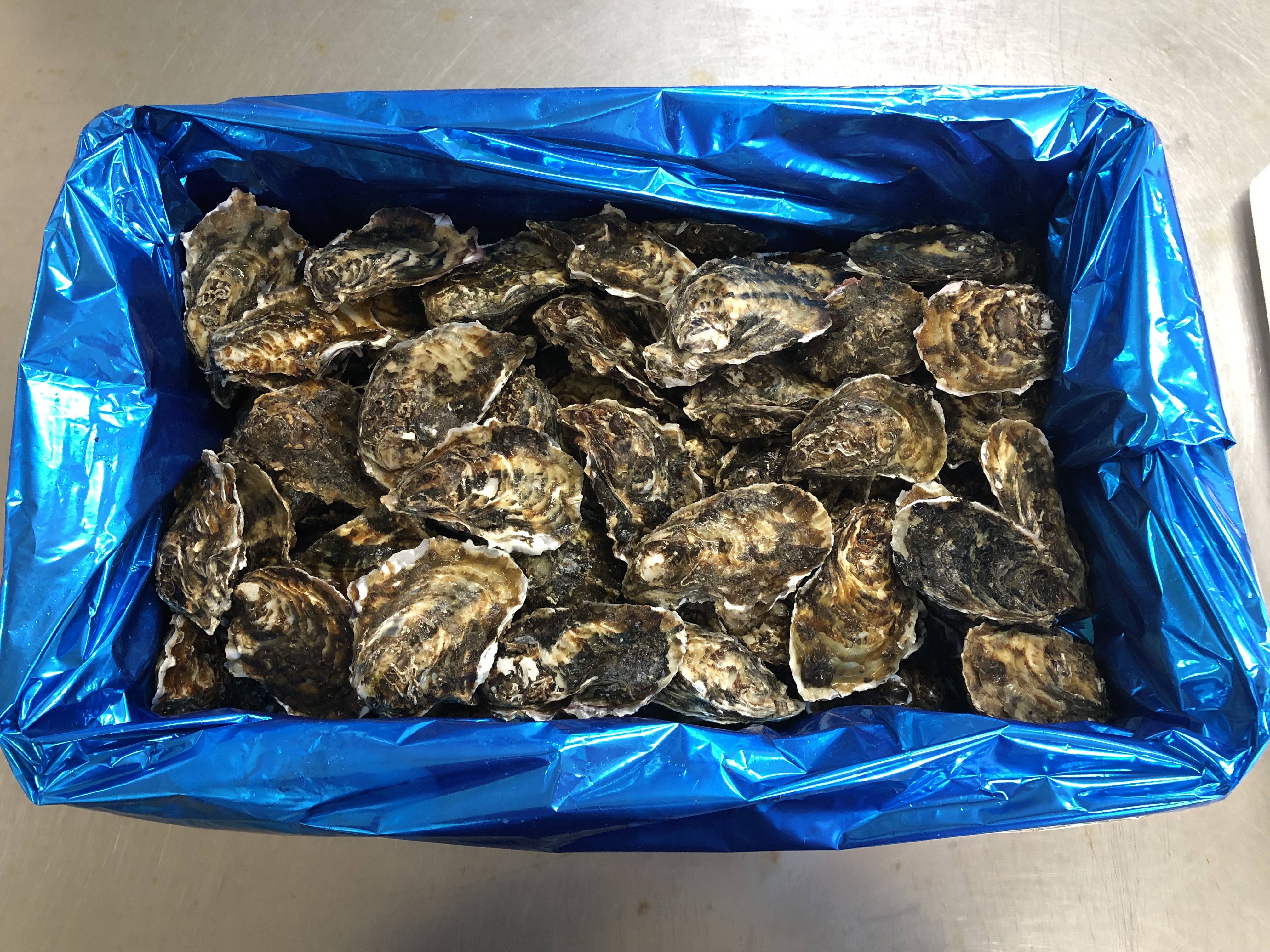 生鮮殻付き牡蠣