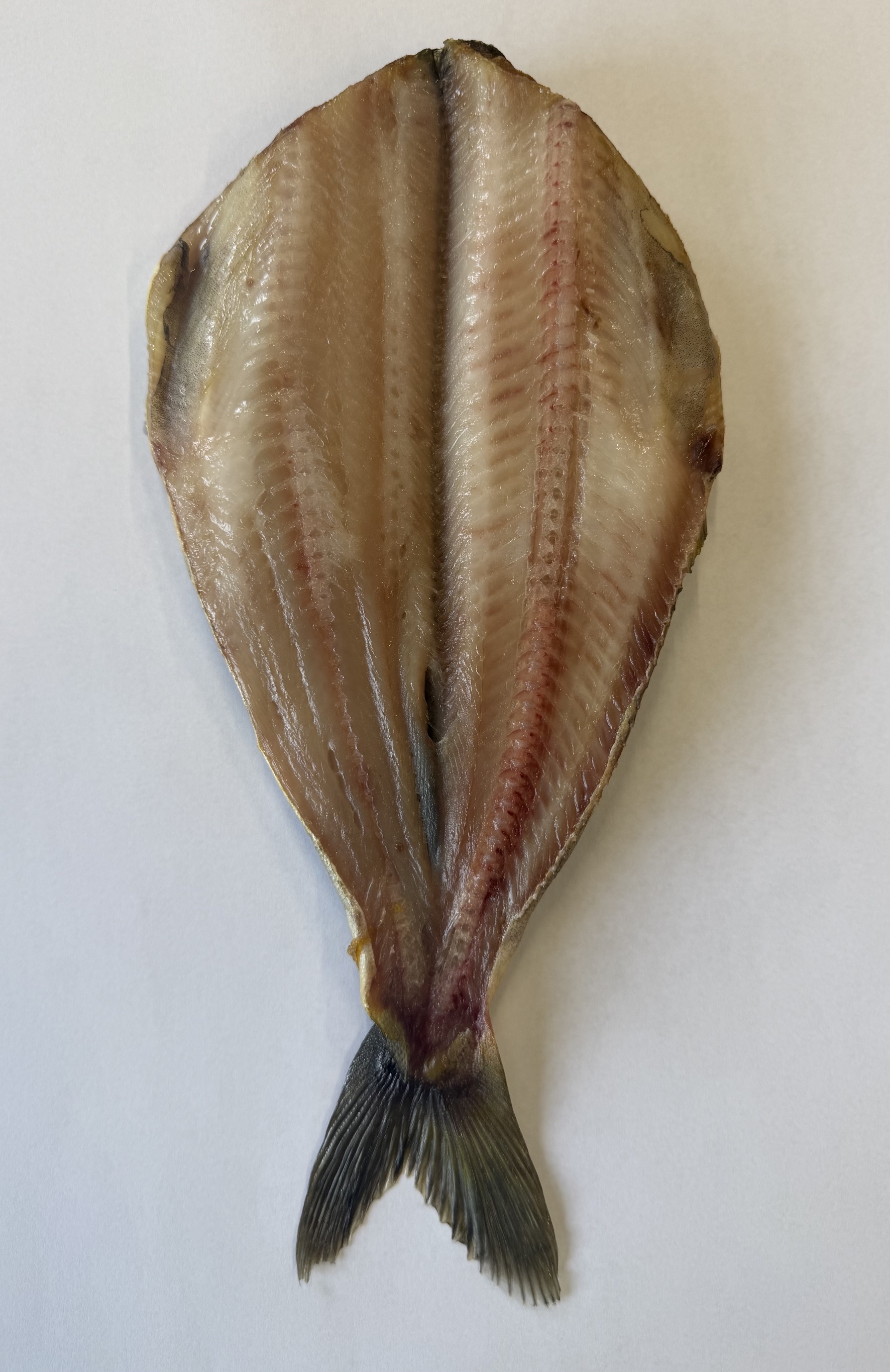 縞ほっけ開き干し(チルド)