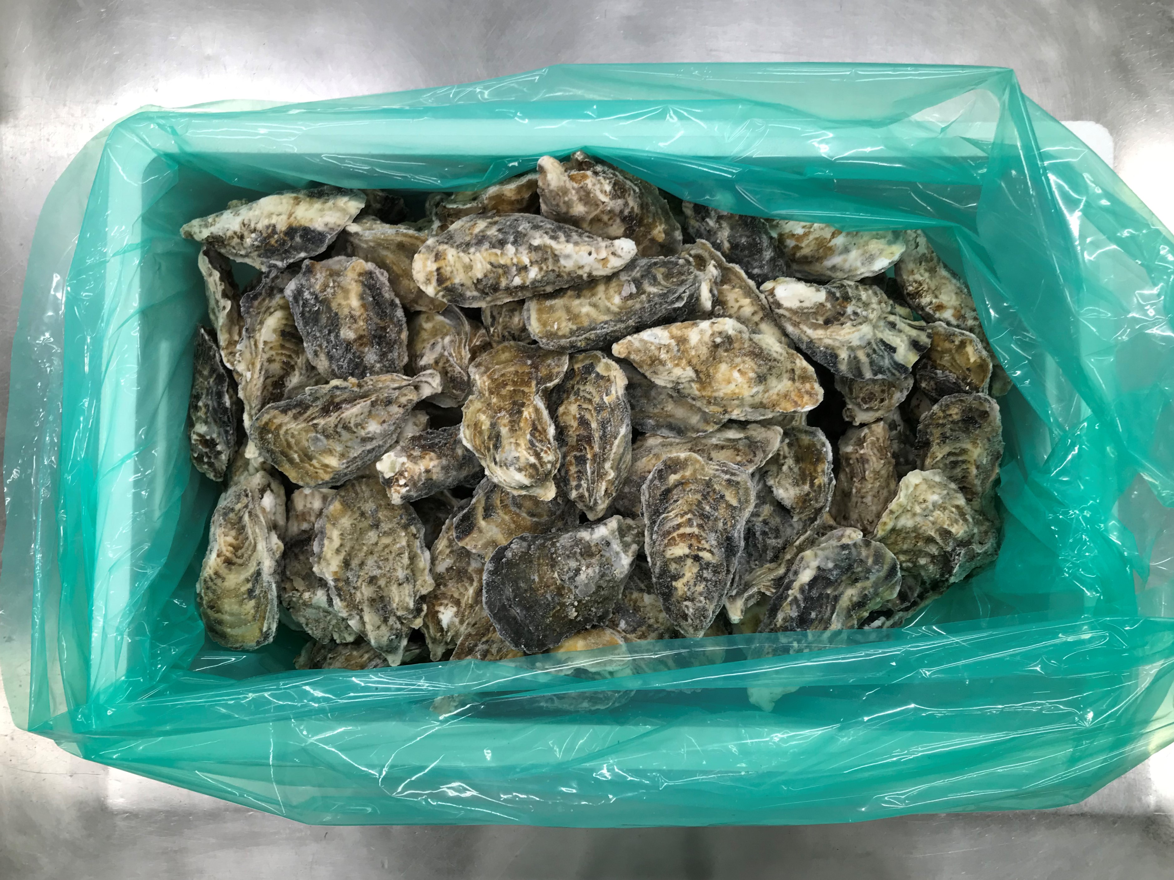 冷凍生食用殻付牡蠣