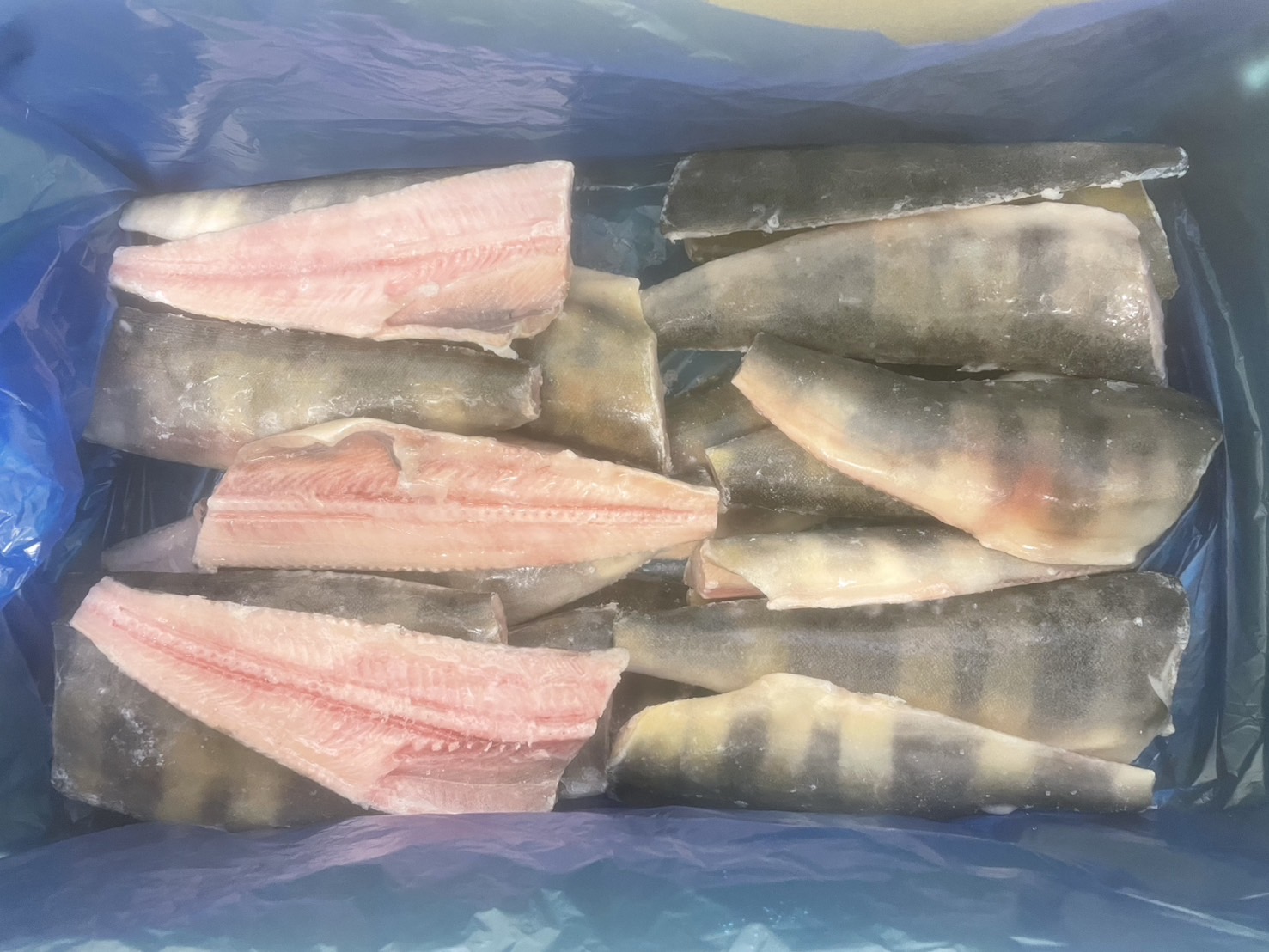 ホッケ一汐CCF